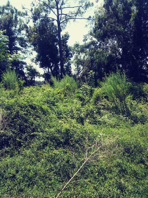 Aquatic vegetation on lakefront shoreline